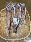 画像1: アカゼむろあじ